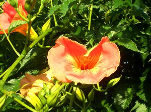 �܂��Ō�������