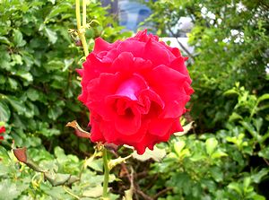 �܂��Ō������^���Ԃȃo���̉�