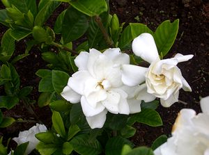 �N�`�i�V�̉�