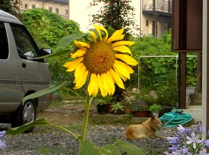 �Ẳԁ@�Ђ܂��̉�