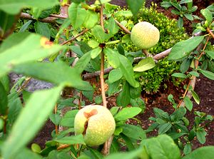 ��̂ڂ��̖؁i�����Ȃ�܂����j