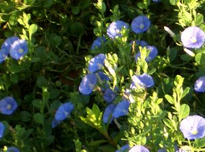 �܂��Ō�������