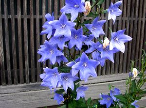 �܂��Ō�������