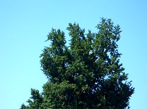 �_��Ȃ��ċ�i�����j