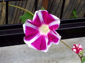 �����A��ɍ炢������̉�