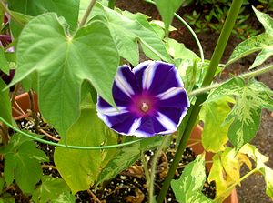 ��ɍ炢������̉�