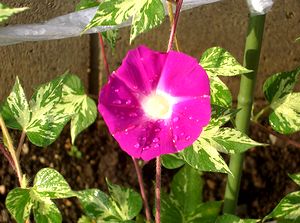 �����̒���̉�