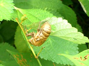 ��̂ʂ�����