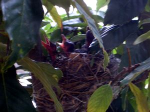 ����i���X�̖؂ɑ������������Y�i���̎q�ǂ������j