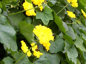 �w�`�}�̉�