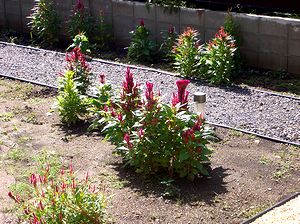 ��̎��R�΂��̃P�C�g�E�̉�