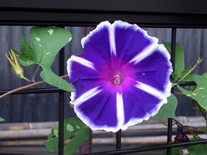 ��ɍ炭����