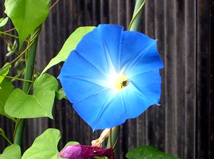 ��ɍ炭����̉�