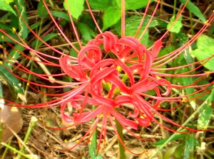 �������炫�o�����ފ݉ԁi�֎썹�؂Ƃ������j