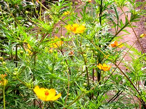 �H�̉ԁ@�R�X���X