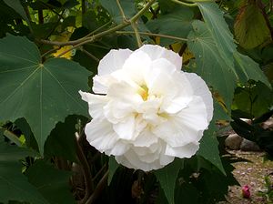 �܂��Ō�������