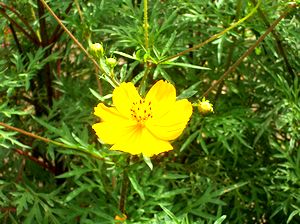 �R�X���X�̉�