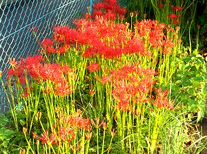 �ފ݉ԁi���̋��@���ǂŁj