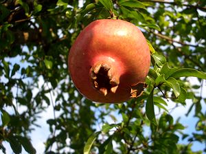 ���N���U�N���̎����Ȃ�܂���