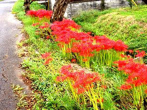 �������[�߂��ފ݉ԁi�����Łj