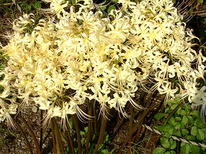 �ŋ߁A�悭��������悤�ɂȂ��������ފ݉�