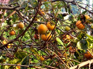 ����̏H�@�`