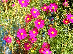 �R�X���X�̉�