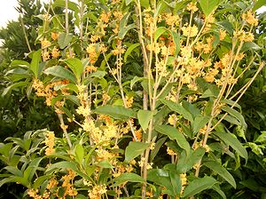 �L�����N�Z�C�̉ԁi����̒�j