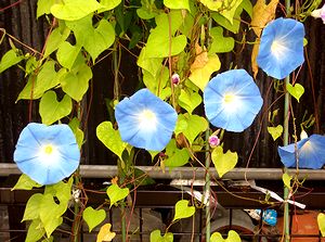 �܂��܂��炫�������̂�������