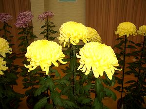 ���܂ɋP������i