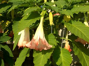 �܂��Ō�������