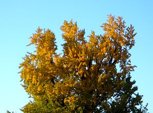 ���F���Ȃ��Ă����@�p���̃C�`���E�̖�