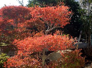 ��̃h�E�_���c�c�W