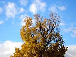 ��̕����U�肾�����@�p���̃C�`���E�̖�