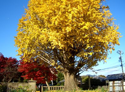 ����������̃C�`���E�̖؁i�@�p���j