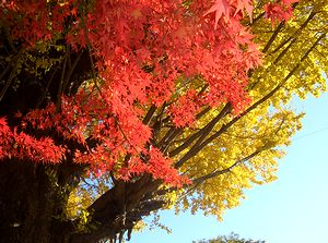 �@�p���̍g�t