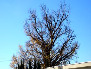 ��������t�������Ă��܂����C�`���E�̖�