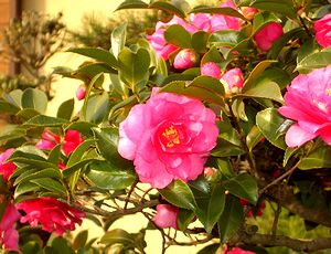 �~�̉ԃT�U���J