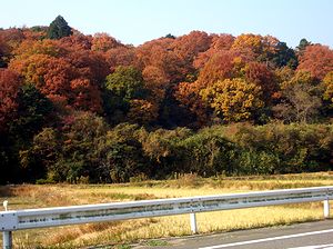 �g�t�̗��R�i�֒��Łj