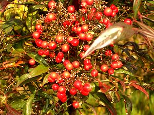 �i���e���̎�