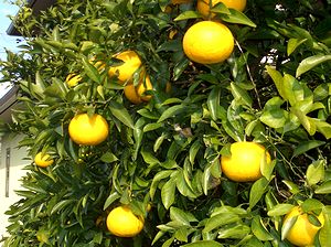 �~�J���̎�