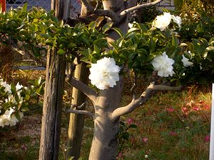 �T�U���J�̉ԁi���h�{���Łj