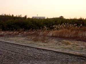 �����~�肽�y�j���̒��i�_�ӂŁj