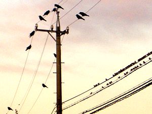 �����A�d���ɂƂ܂钹�����i�R�����Łj