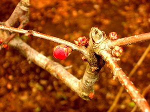 �t�߂��A�{�P�̉Ԃ��ڂ݂����܂����i����̒�Łj