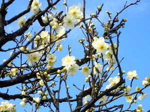 �~�̉Ԃ��炫�o���܂���