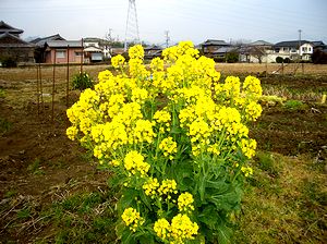 �؂̉Ԃ��炫�܂���