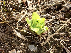 �ӂ��̂Ƃ�������o�����i��Łj