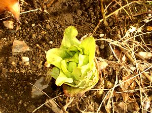 ��̂ӂ��̂Ƃ�