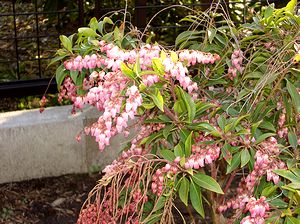 ��̔n���؁i�����сj�̉�